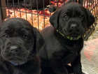 * 2 little boys now available *exceptional breeding health tested