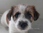Puppy  Jack Russel x puppies looking for loving homes