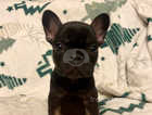 French bulldog pups for sale