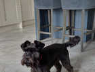Schnauzer  10 months  old for sale
