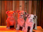 Kc registered, English Bulldogs, ready now