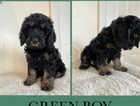 READY TO LEAVE!! reduced price cockapoo puppies