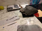 Young African grey