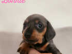 5 KC miniature dachshunds puppies