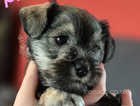 Beautiful Miniature Schnauzer puppies. Ready for their forever homes