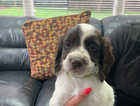 Cocker spaniel puppies