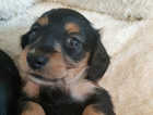 dachshund puppies  long haired miniature