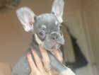 French bull dogs REDUCED PRICE