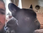 Hear is a lovely male French bulldog