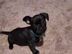Frenchie for sale