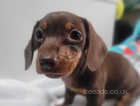 Female choclate and tan puppy