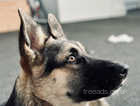 German Shepherd x husky female dog
