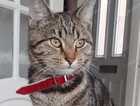 Missing cat :(