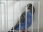 BABY BUDGIE RING NUMBER 43 2024 Rung