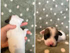 Very well marked Jack Russell Terrier Pups