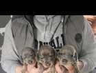 Kanichen miniature Dachshund Puppies
