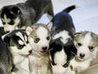 Siberian huskies puppies for sale