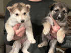 Husky cross German shepard puppies for sale