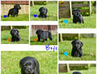 Licensed breeder kc health tested black lab pups