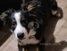 6 Month Old Male Border Collie for sale