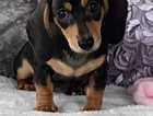 Stunning PRA clear miniature dachshund puppies
