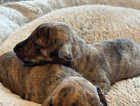 Adorable whippet puppies for sale
