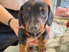 Miniature dachshund girl ready end of may