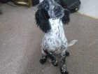 Raplhie the cocker spaniel