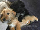 Beautiful poodle x beagle puppies