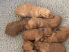 Standard Poodle Puppies - April Collection