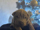 WRINKLY SHAR PEI PUPPIES
