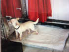 Lovely cream smooth coat chihuahua girl just 7 mth