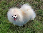 Pomeranian for sale!