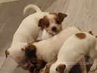 Jack russell pups ,9 weeks old