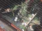 Diamond Doves