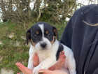 3 Beautiful Jack Russel puppies