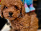 Red toy poodle male puppy.