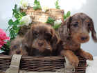 READY NOW wire miniature dachshunds