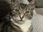 Missing cat