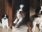 Border Collie x St Bernard Pups / Puppies . collie saint bernard