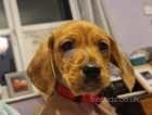 Miniature dachshund x cavachon puppy - last one left!