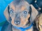 Miniature dachshund boy puppy