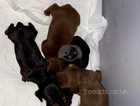 KC registered PRA clear miniature Dachshund pups