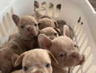 Full Isabella French bulldog puppies