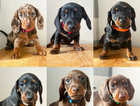 Smooth haired dachshund pups