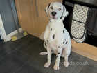 Dalmatian puppy 7 month old