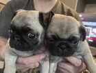 2 girl pug pups  ready to leave now
