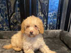REDUCED- Miniature poodle male puppy- LAST ONE