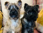 Cairn terrier boy 5* licensed home breeders
