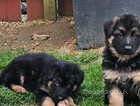 Beautiful German Shepherd pups available now
